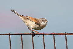 Голямо белогушо коприварче  (Sylvia  communis)
